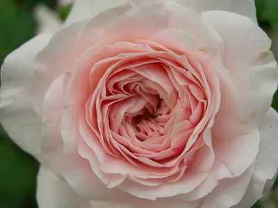 Фото розы Лариса с доступным скачиванием webp