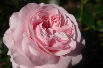 Красивая роза Лариса на фотографии