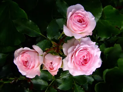 Фотка розы Лариса с возможностью скачать webp