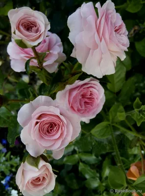 Изображение розы Лариса на картинке: формат png