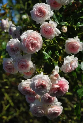 Красивая роза Лариса на фотографии