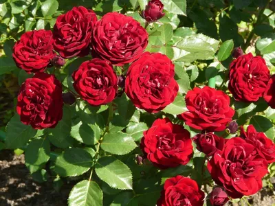 Роза лаваглут - фото в высоком разрешении, доступно для скачивания в формате jpg