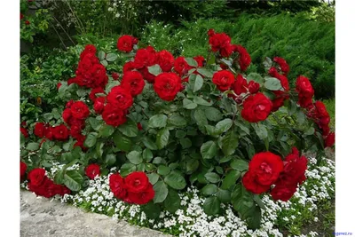 Фото нежной розы лаваглут - источник вдохновения и релаксации