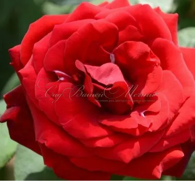 Фотка розы лаваглут в высоком разрешении - каждая деталь великолепия на вашем экране