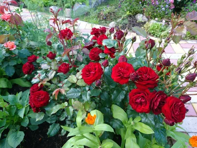 Изумительное изображение розы лаваглут - запечатлите его в своем фотоальбоме