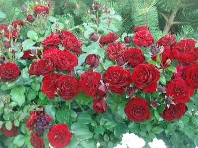 Фотография розы лаваглут в формате jpg - оптимальное соотношение качества и размера файла