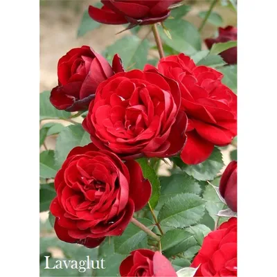 Уникальное изображение розы лаваглут - придайте своим проектам неповторимый стиль