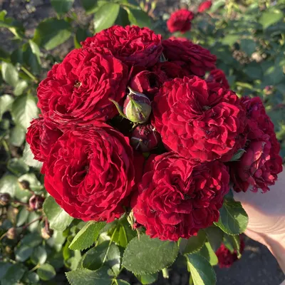 Фотка розы лаваглут - выберите желаемый размер и формат