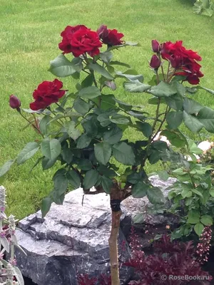 Фотка розы лаваглут в формате png - сохраните ее в своей коллекции цветов
