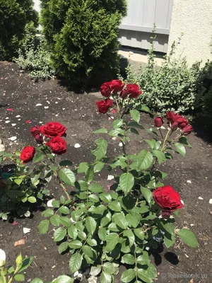 Роза лаваглут на фотографиях - создайте свою уникальную коллекцию прекрасных роз