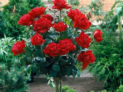Изображение розы лаваглут в формате webp - наслаждайтесь высоким качеством при малом размере файла