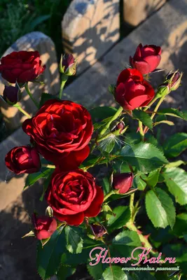 Роза лаваглут - фото, которое порадует глаза своей яркостью и нежностью