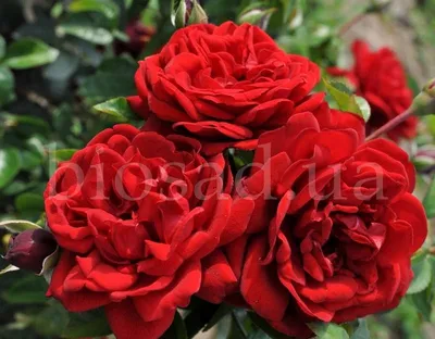 Фото розы лаваглут в высоком разрешении - увеличьте каждую деталь ее красоты