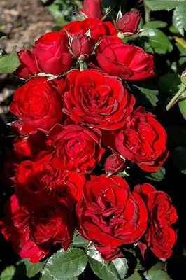 Изображение розы лаваглут - символ любви и красоты