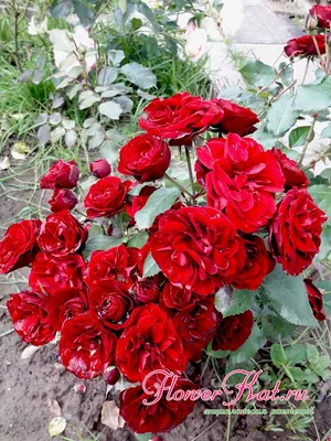 Фото розы лаваглут в формате png - прозрачный фон для удобного использования