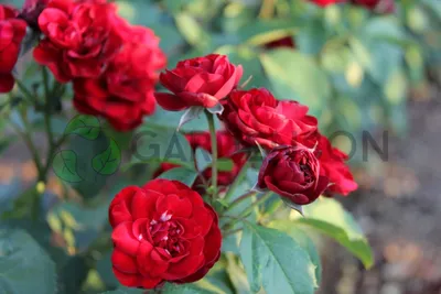 Фотка розы лаваглут - выберите свою избранную позу и ракурс