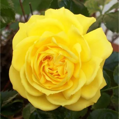 Фото розы лаваглут в формате jpg - простое сохранение и использование