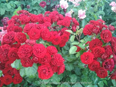 Роза лаваглут на картинках - оживите свое пространство цветами и ароматом