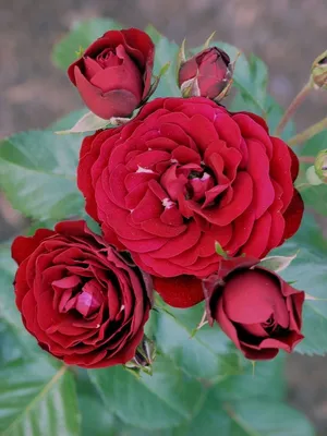 Фотография розы лаваглут - сохраните ее в качестве напоминания о прекрасном