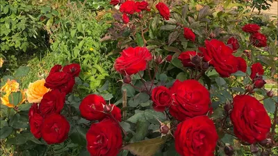 Роза лаваглут - фото для вдохновения и исследования красоты природы