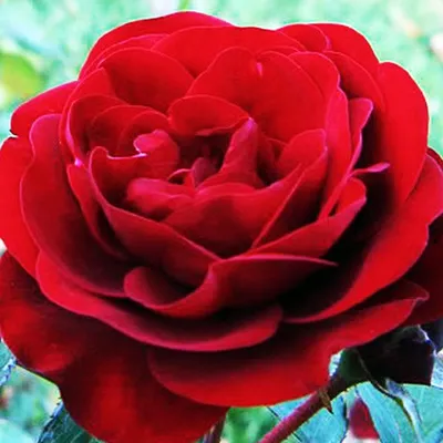 Изображение розы лаваглут в формате png - прозрачный фон для легкого встраивания в любое изображение