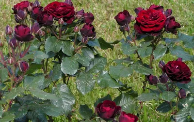 Фотка розы лаваглут в высоком разрешении - детали как на ладони