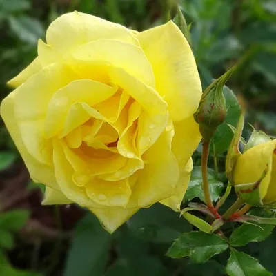 Изумительное изображение розы лаваглут - погрузитесь в ее волшебный мир флоры