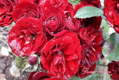 Удивительное изображение розы лаваглут - сделайте его своим оформлением рабочего стола