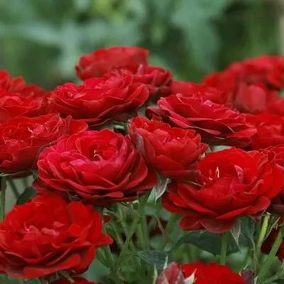 Фотография розы лаваглут - сохраните ее на вашем устройстве в любом нужном вам формате