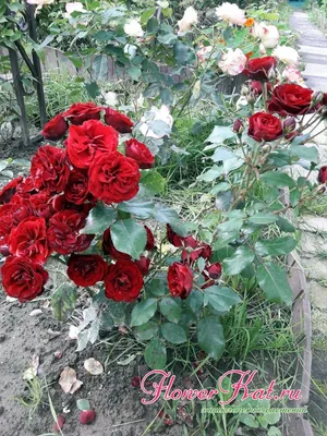 Роза лаваглут - фото с максимальной детализацией