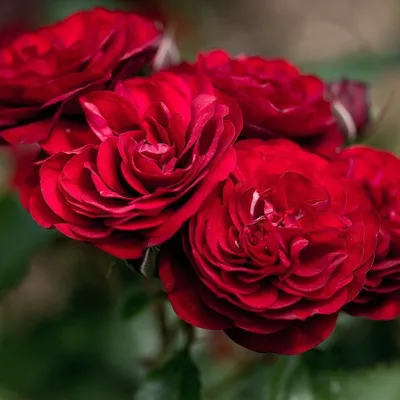 Изображение розы лаваглут в webp формате - лучшая оптимизация для быстрой загрузки