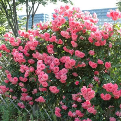 Роза лавиния - оригинальная фотография в высоком разрешении (jpg, png, webp)
