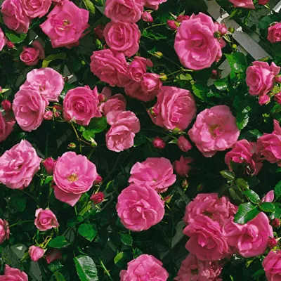 Изысканная роза лавиния - элегантное изображение