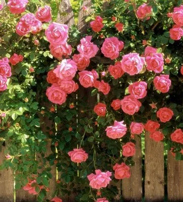 Роза лавиния со всеми оттенками - фотография для ценителей