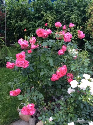 Великолепная картина розы лавиния - натуральные краски