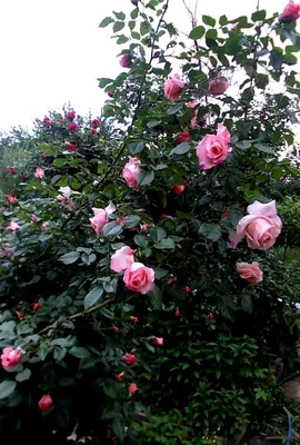 Белая роза лавиния - нежная и неповторимая картинка