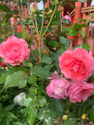 Цветущая роза лавиния - изображение полное жизни
