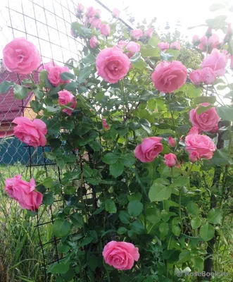 Роза лавиния в розовом оттенке - красивая фотография