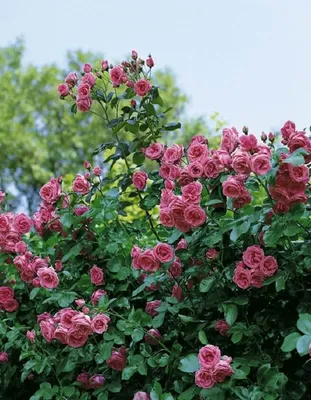 Красивое фото розы лавиния - превосходное качество