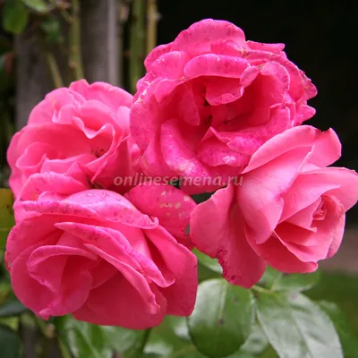 Роза лавиния во всей красе - идеальное изображение