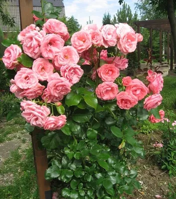 Прекрасная роза лавиния - ослепительно красивое изображение