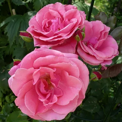 Ароматная роза лавиния - приятное фото для вас