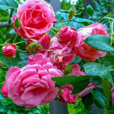 Восхитительная роза лавиния - радость для глаз