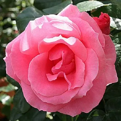 Розовая роза лавиния - нежная и элегантная фотография