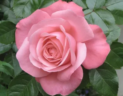 Фотография куста розы лавиния - красивое растительное изображение