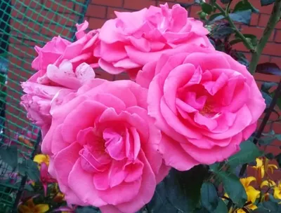 Фото розы лавиния с росой - фотография, полная свежести