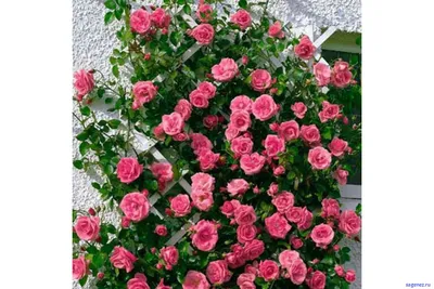 Букет из роз лавиния - фантастическая композиция цветов