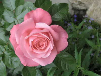 Яркая роза лавиния - насыщенные цвета на фото