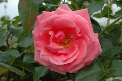 Роза лавиния с мягким фоном - фотография со спокойной гаммой
