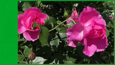 Букет роз лавиния разных цветов - фото с разнообразием